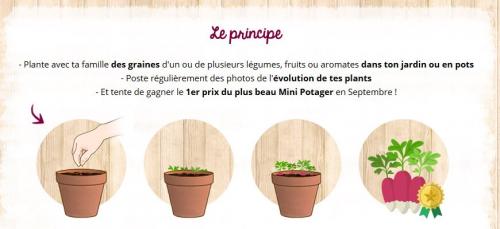 Mon mini potager