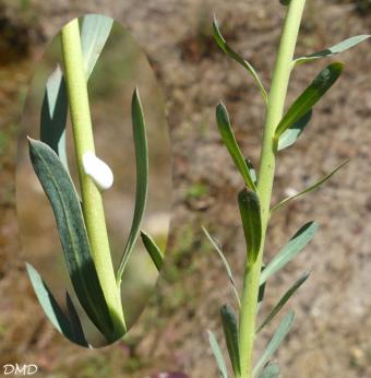 Euphorbia seguieriana  -  euphorbe de Séguier