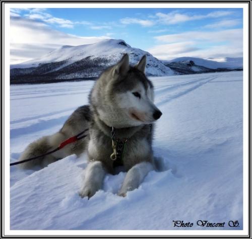 Huskys des neiges III (12 avril 2019)