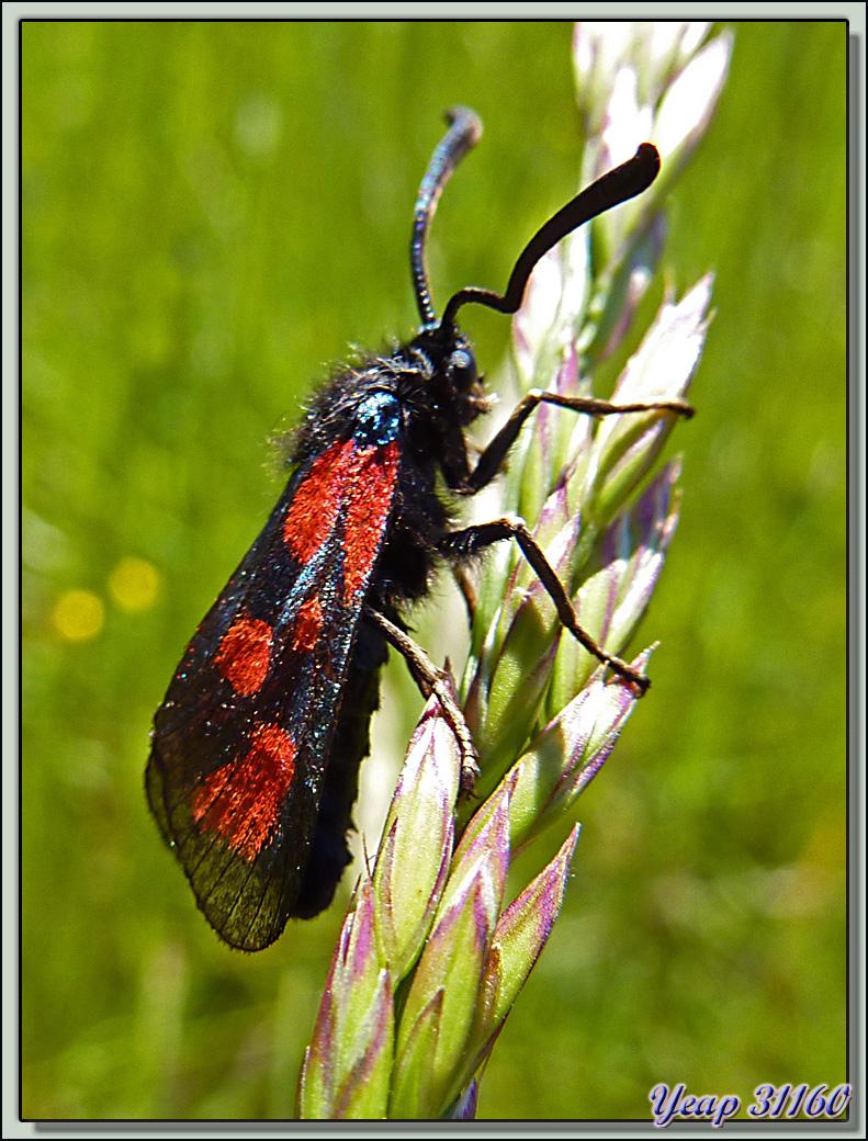 Zygène du lotier (Zygaena loti) - Lartigau - Milhas - 31  (Faune)