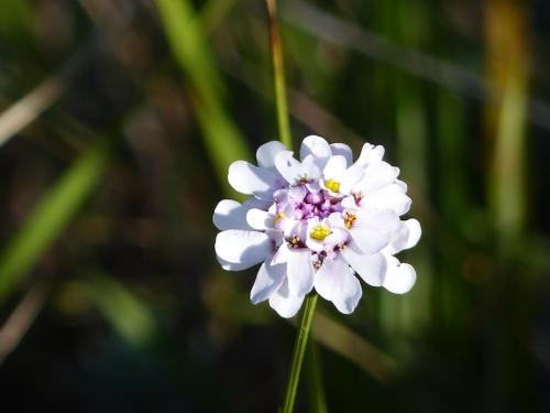 Pilon du roi - Grand Puech