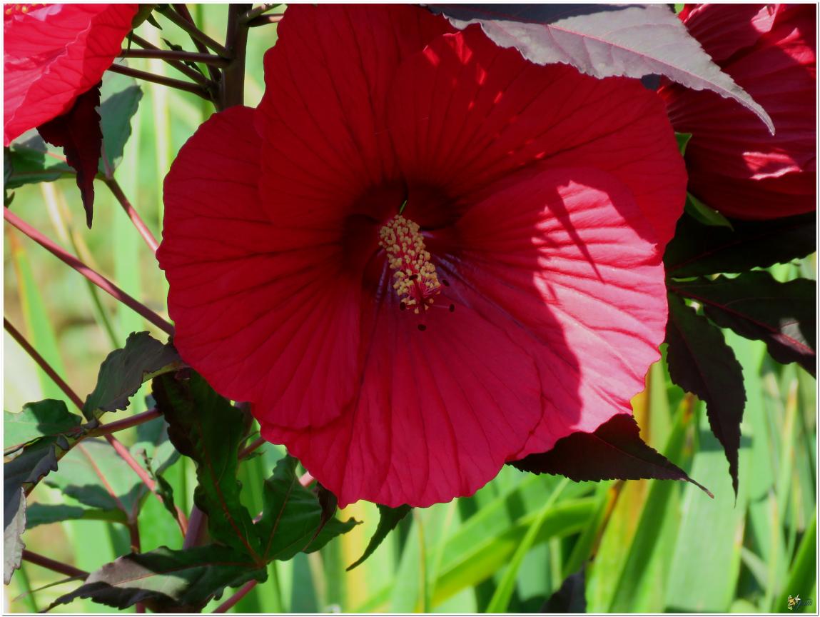 ENCORE ...Hibiscus géant rouge