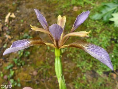 Iris foetidissima  -  iris fétide - iris gigot