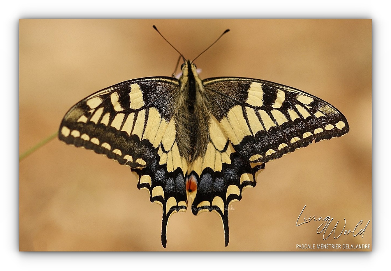 Quelques Papillons... (autres familles)