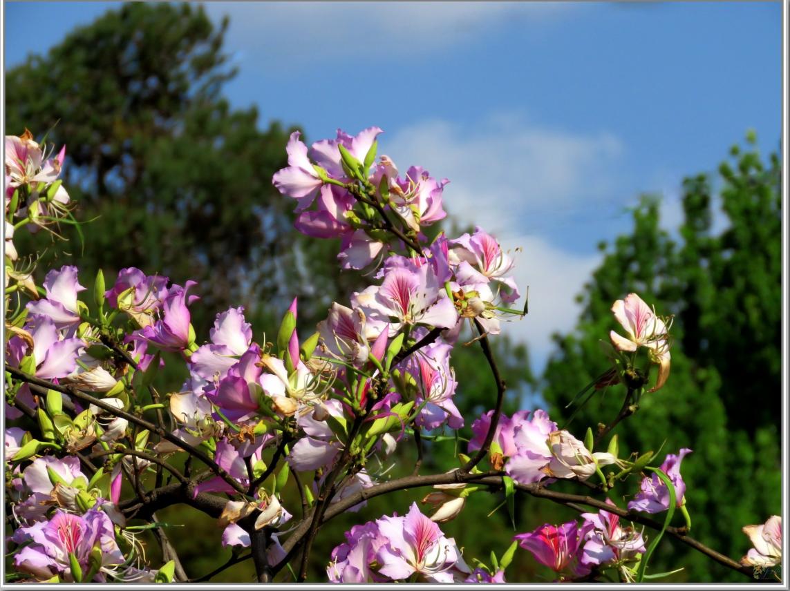 FLEURS  VENUS  D'AILLEURS 