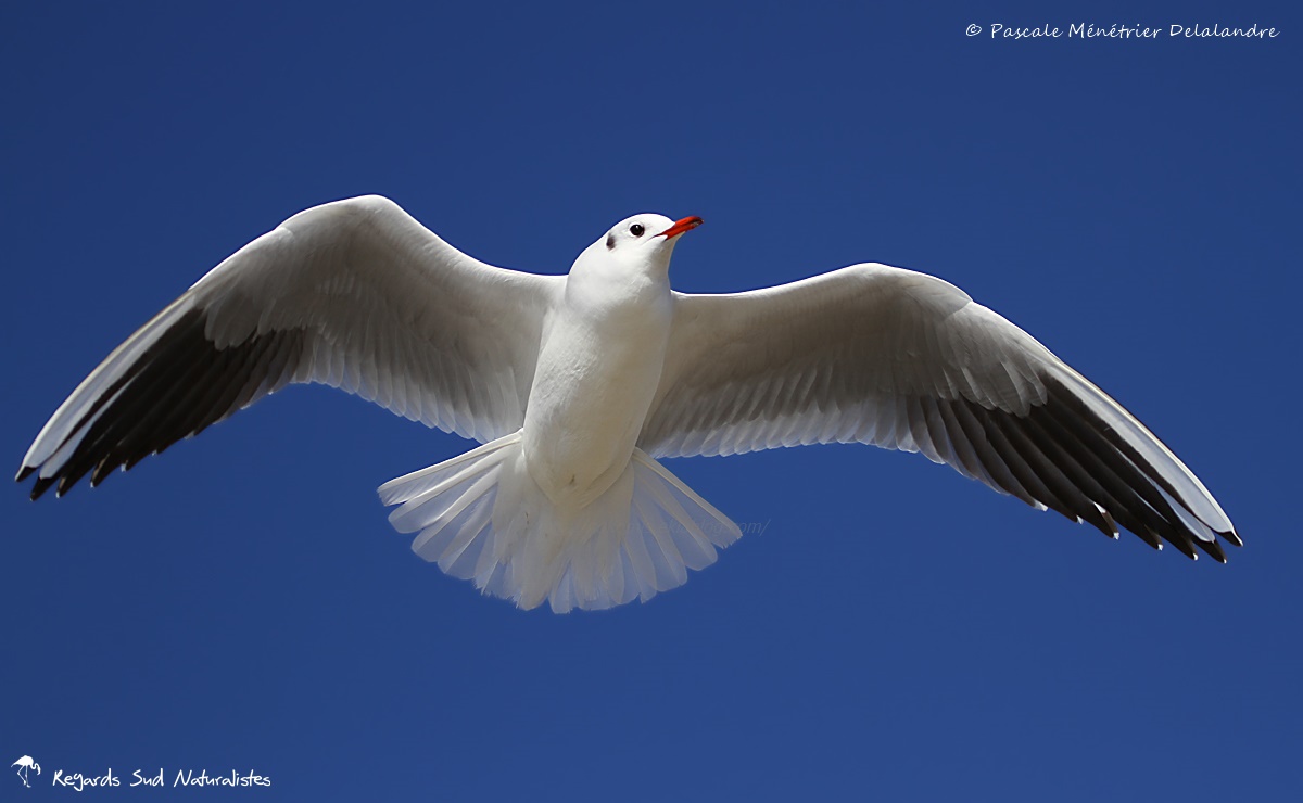 Mouette rieuse