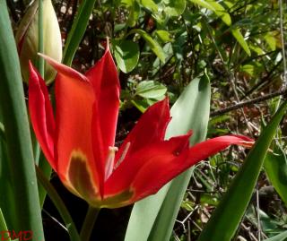 Tulipa agenensis - tulipe d'Agen - tulipe oeil de soleil
