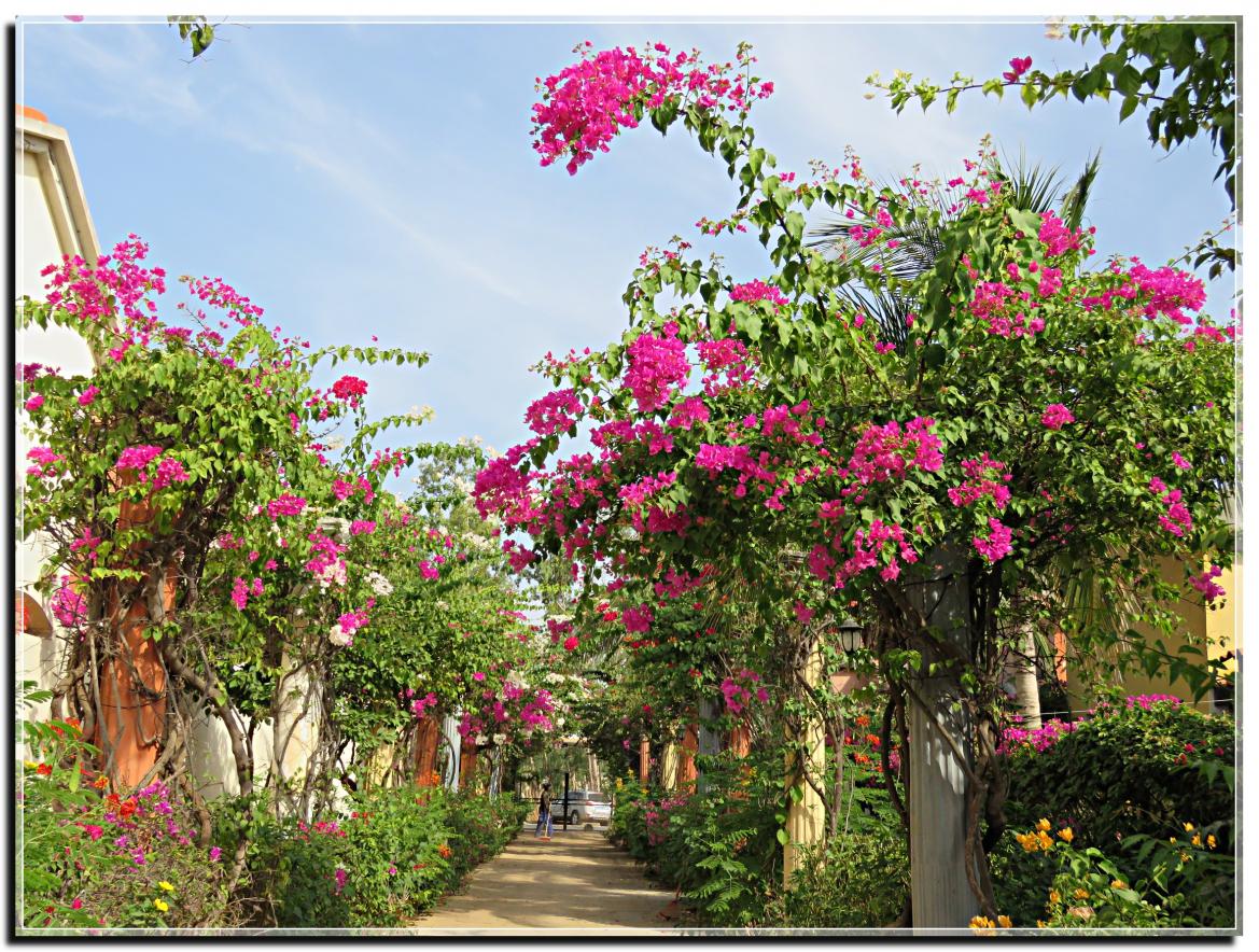 VILLA  ET  JARDIN  AU  SENEGAL 2019