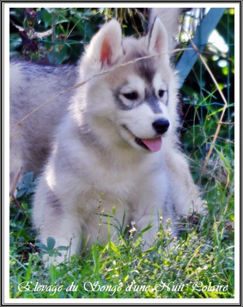 Chiot Husky Femelle 2 (55j)