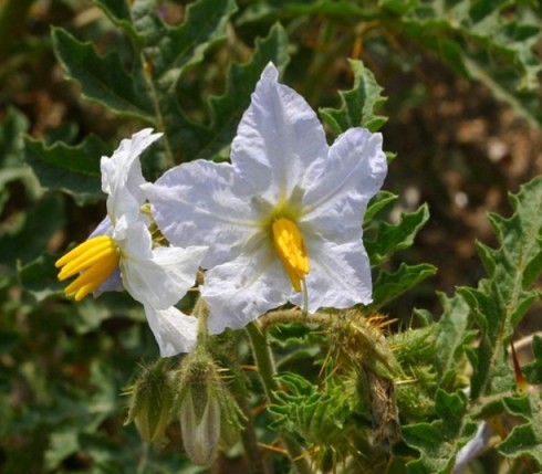 Fleurs cultivées : Morelle de Balbis