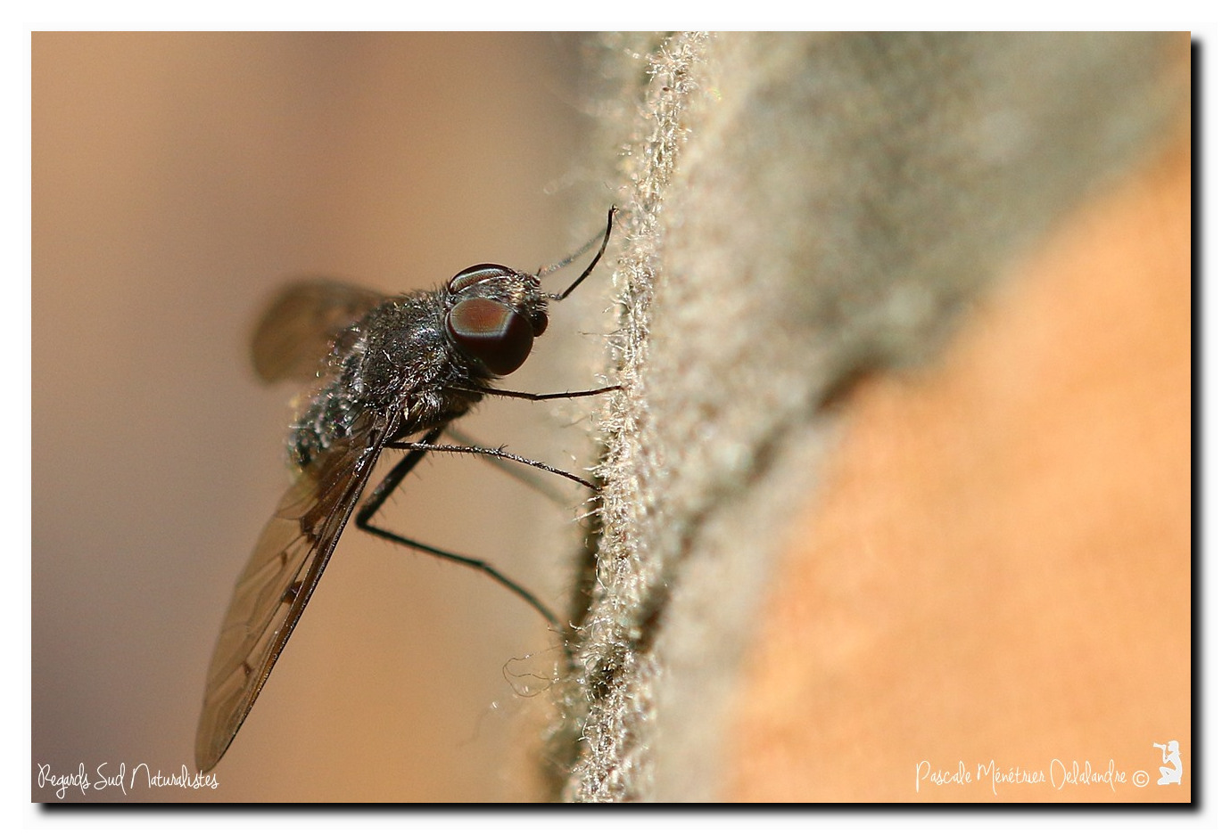 Anthrax trifasciatus (Bombyliidae)