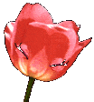 Eloge de la tulipe ...