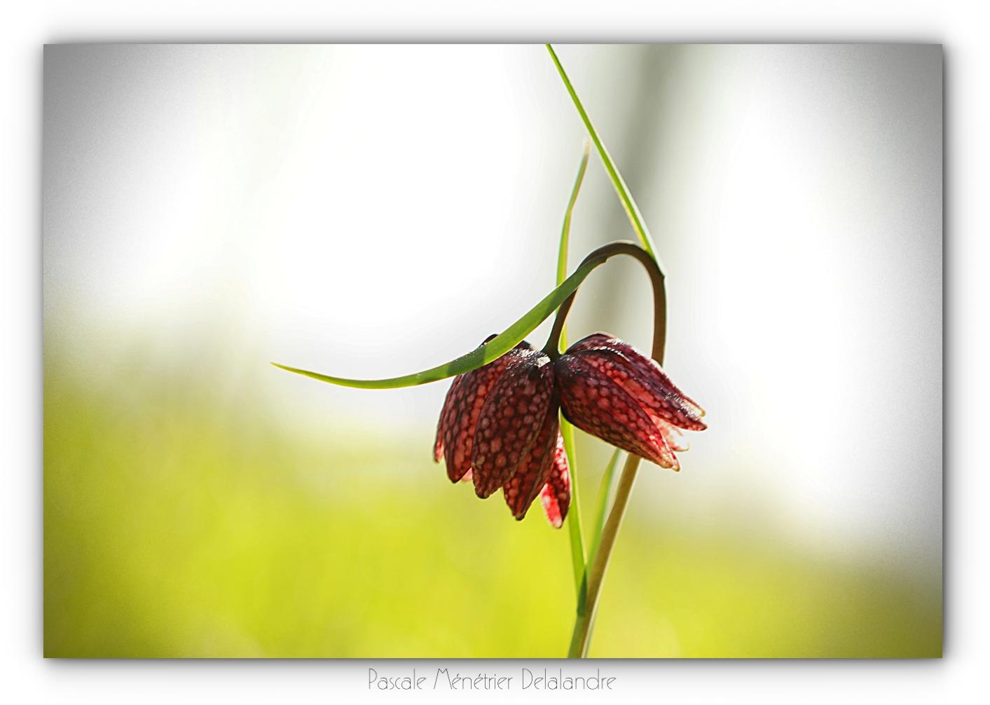Fritillaires pintades