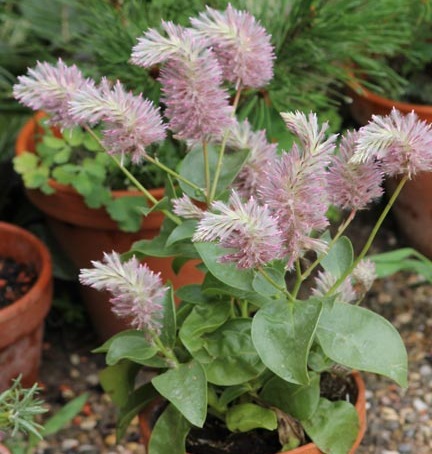 Fleurs cultivées : Ptilotus
