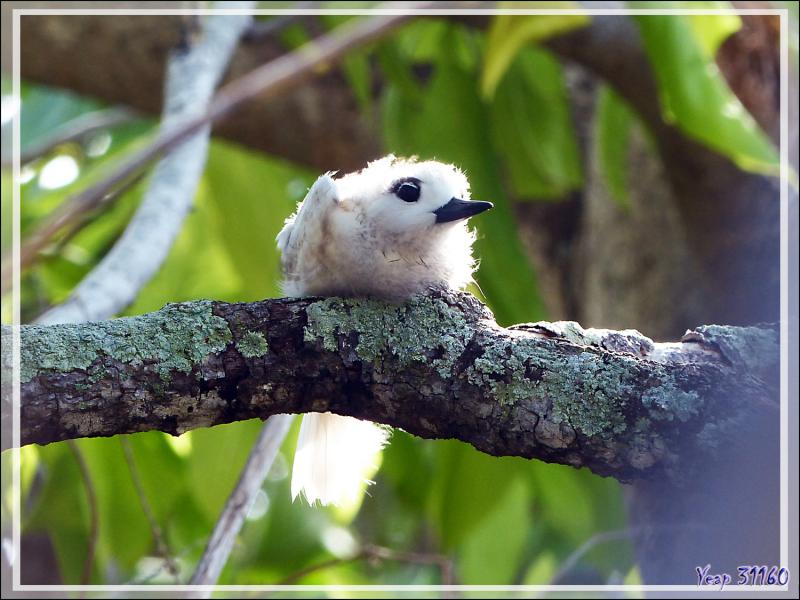 Un autre poussin, plus avancé, vous donne la réponse : c'est la Sterne Gygis blanche - Ile aux oiseaux - Vers la passe sud Tumakohua (Tetamanu) - Atoll de Fakarava - Tuamotu - Polynésie française