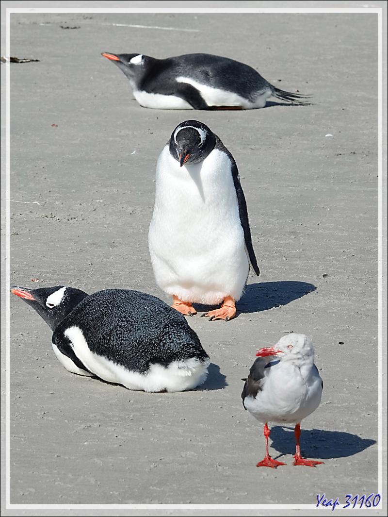 Cohabitation paisible entre les Manchots papous et les Goélands de Scoresby - Saunders Island - Falkland (Malvinas, Malouines) - Grande-Bretagne