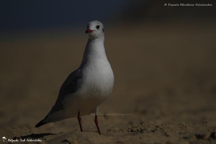 Mouette rieuse