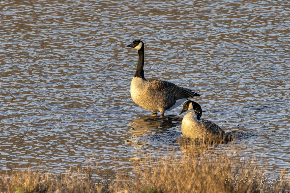 A L'Ecopôle du Val d'Allier dernièrement