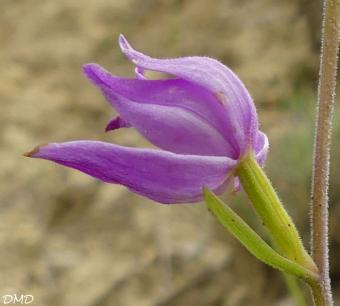 Cephalanthera rubra - céphalanthère rouge