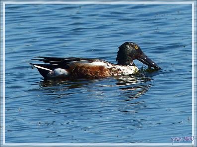 Canard souchet, Northern Shoveler (Anas clypeata) - La Couarde-sur-Mer - Ile de Re - 17