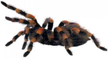 La Ronde Des Animaux.