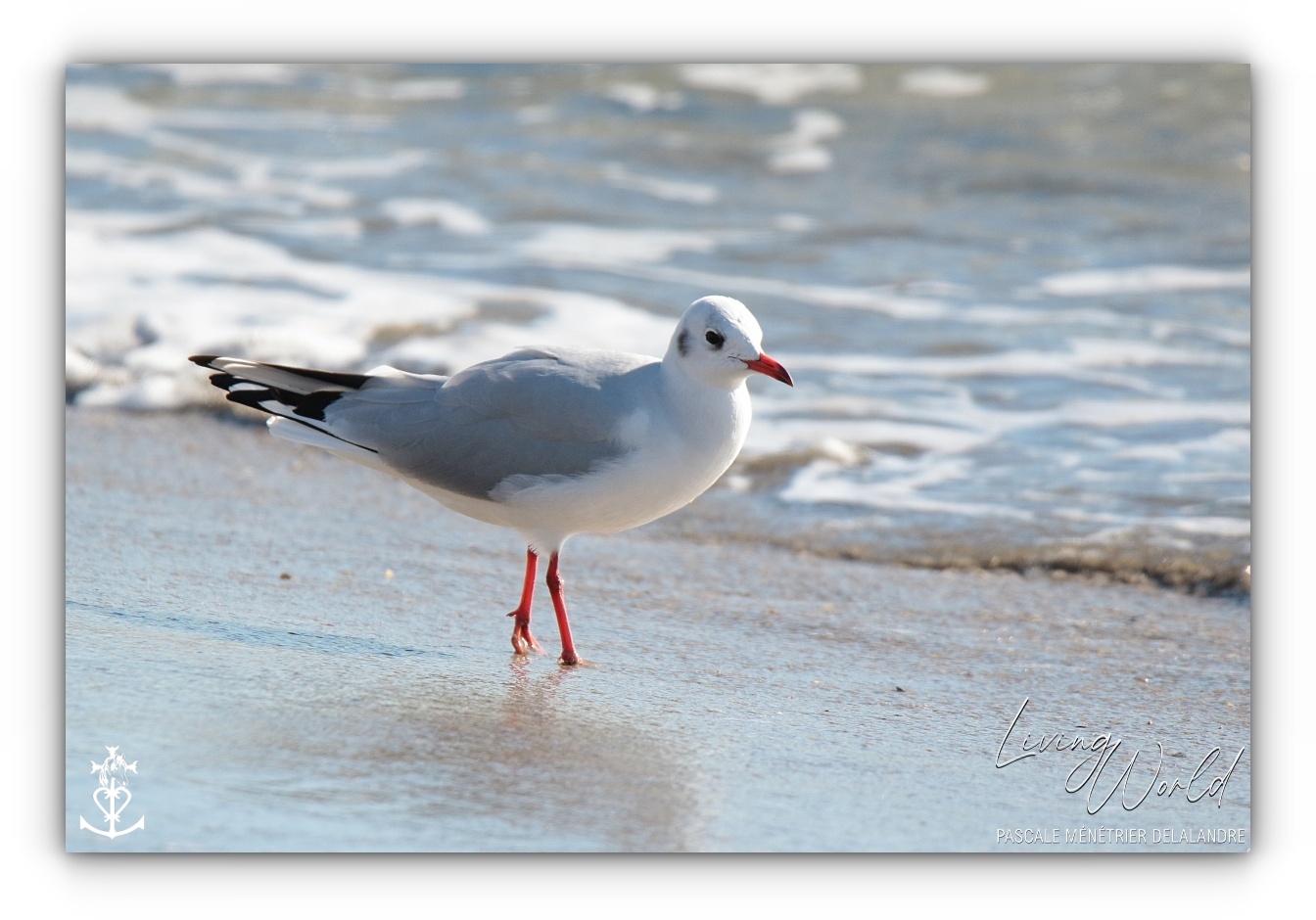 Dans le sable, dans l'eau ou dans les airs... seule ou en groupe.