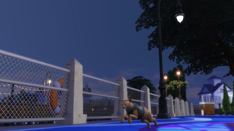 Semaine 3 - Quartier Brindleton Bay - Foyer Lynx
