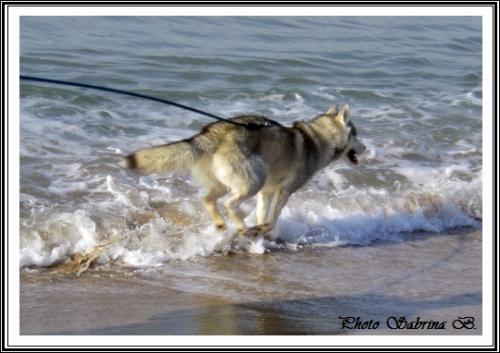 Husky et eau