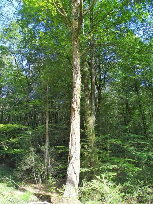 Depuis l'Etang de la Frêt - Marcher dans la forêt (suite 3)