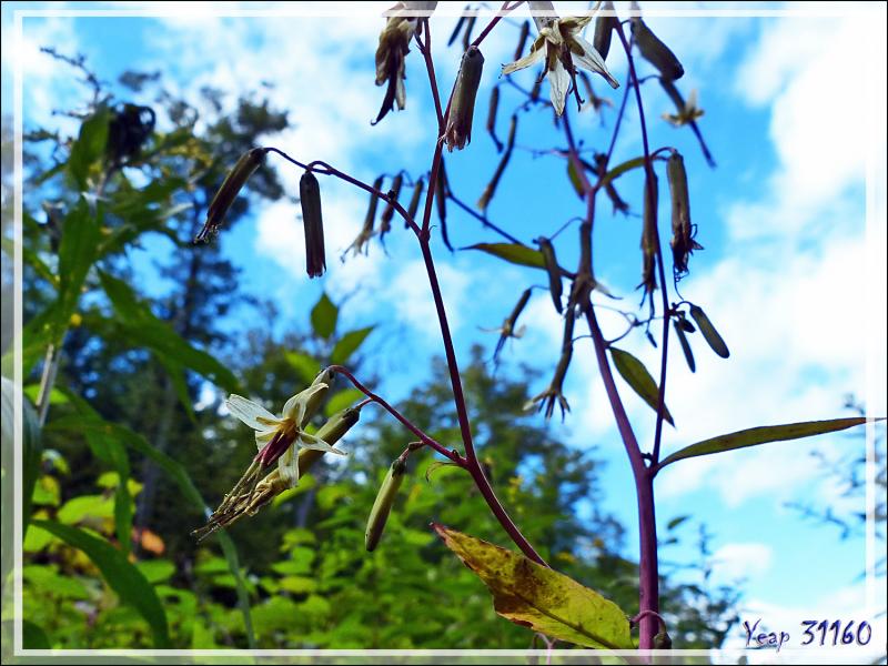 Prenanthe élevée, Tall Rattlesnakeroot, Tall White Lettuce (Nabalus altissimus) - Petit Lac Preston - Duhamel - Outaouais - Québec - Canada