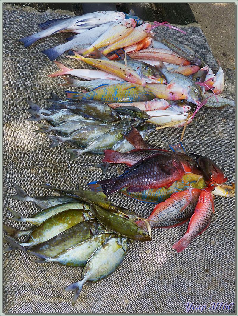 Le petit marché aux poissons de Anse Royale - Mahé - Seychelles