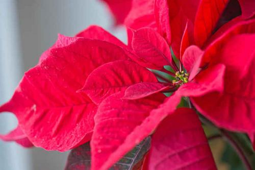 Fleurs cultivées : Poinsettia