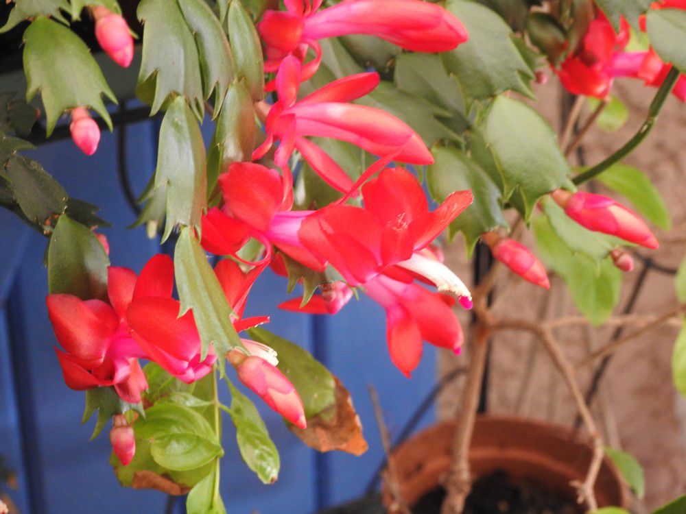 Mon cactus de Noël fleurit déjà...