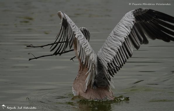 Pélican gris (ou Pélican à dos rosé)