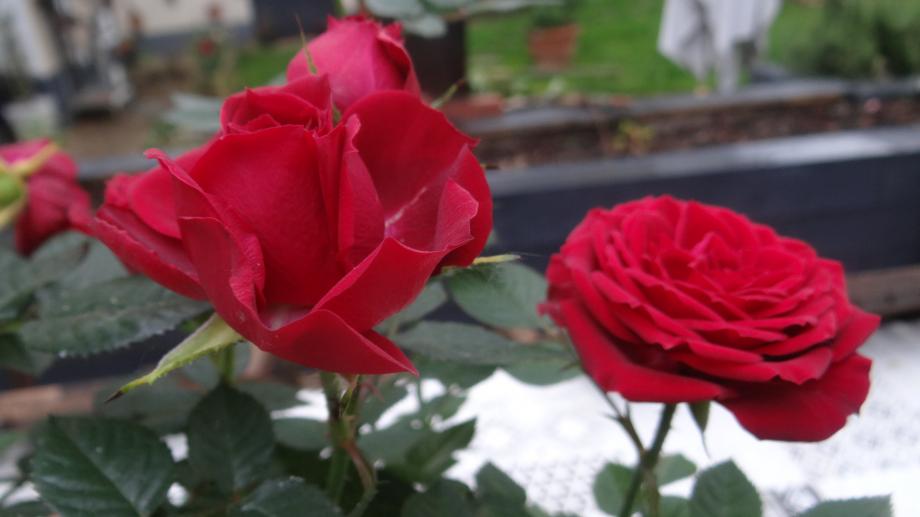 Rosier Miniature 'Ruby Ruby ' de Portarieu