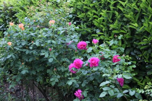 Le printemps est installé