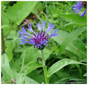 Pornic, Jardin Naturel d'Hirondelle - 2016