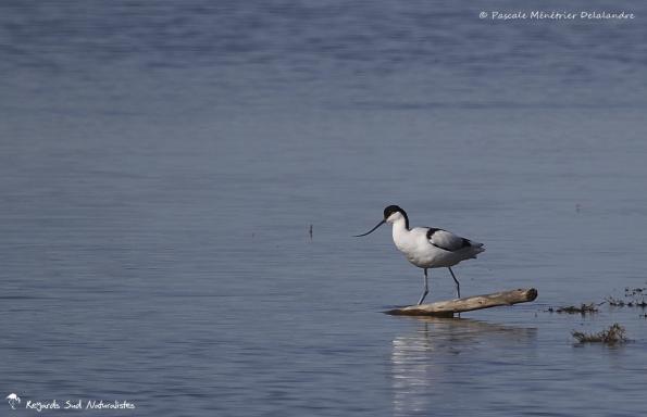 Avocette élégante