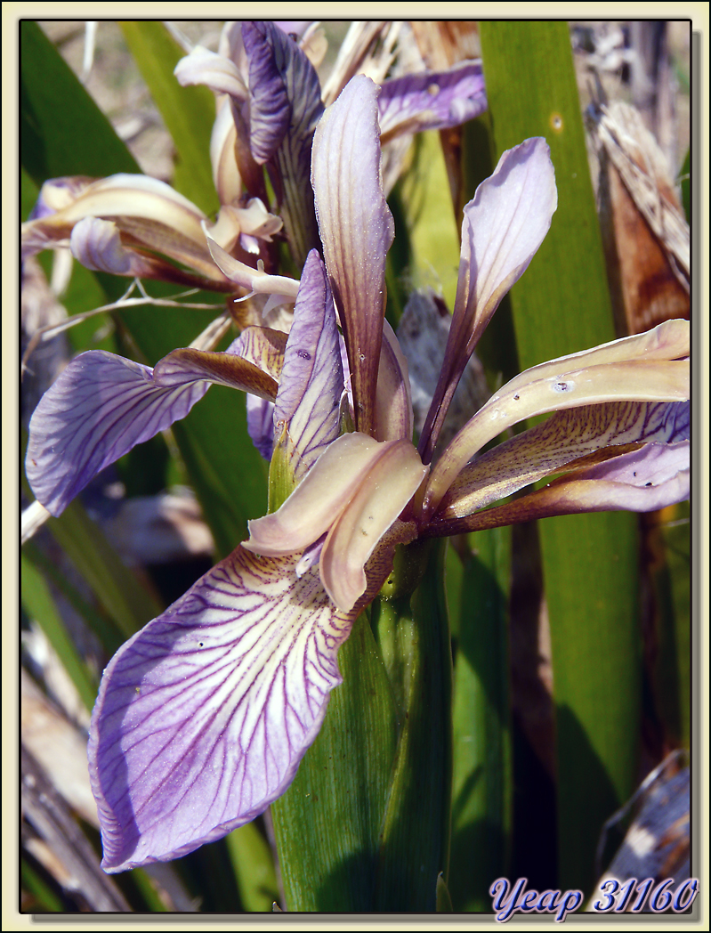 Iris fétide (Iris foetidissima) - Loix-en-Ré - Ile de Ré - 17 