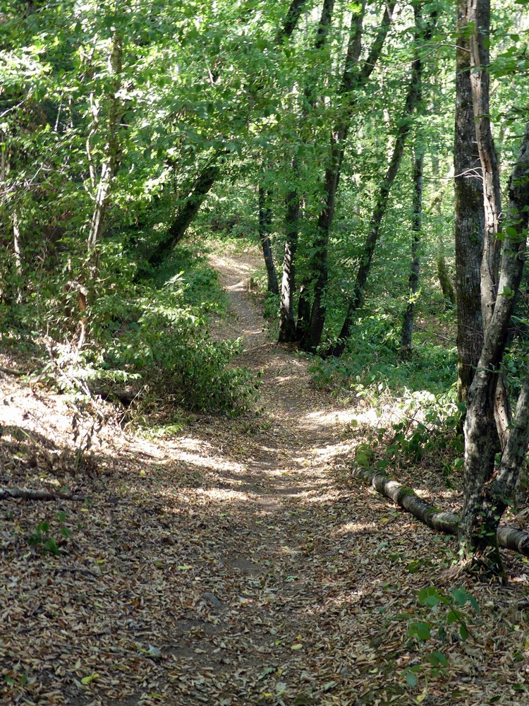 Descente en forêt