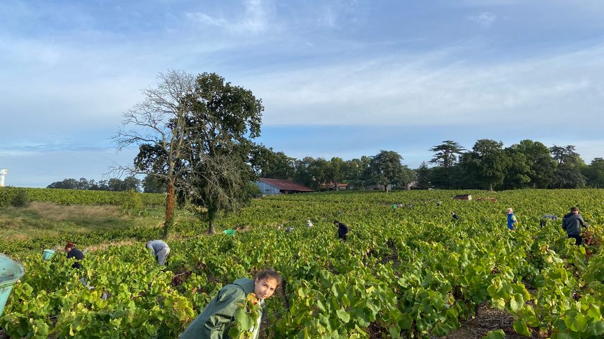 Soixante-dix vendangeurs s'activent dans les vignes de Michel Futeul, domaine du château de la Mercredière.