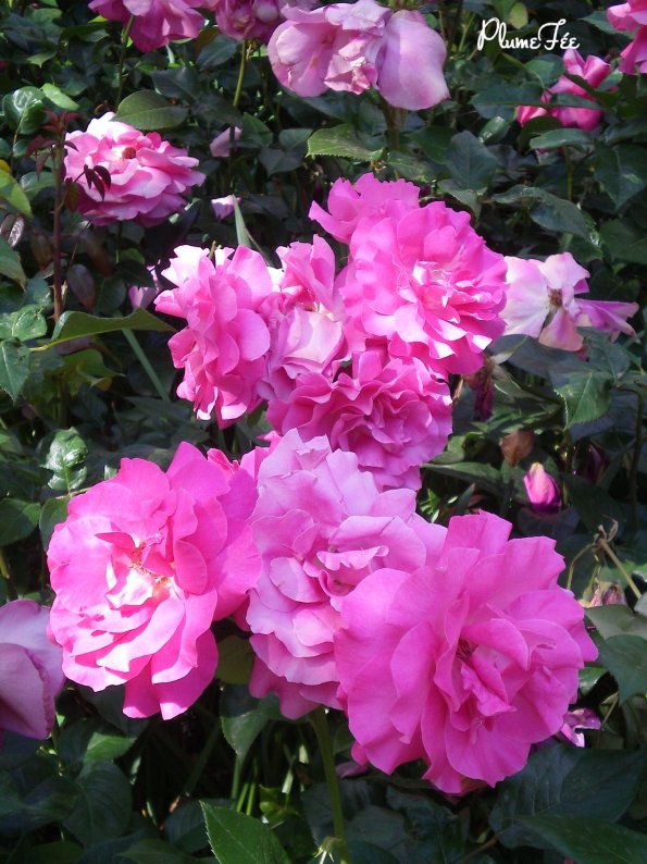 Image010.jpg