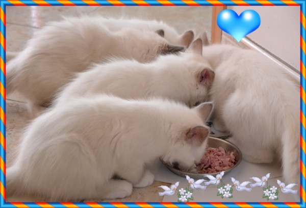 Le repas c'est chat-cré...