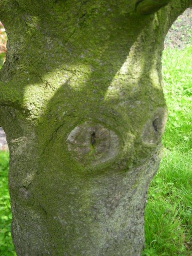 L'arbre aux noisettes ....