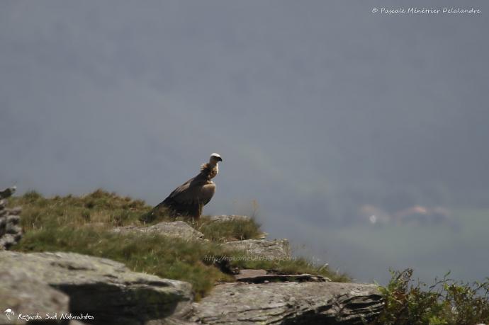 Vautour fauve