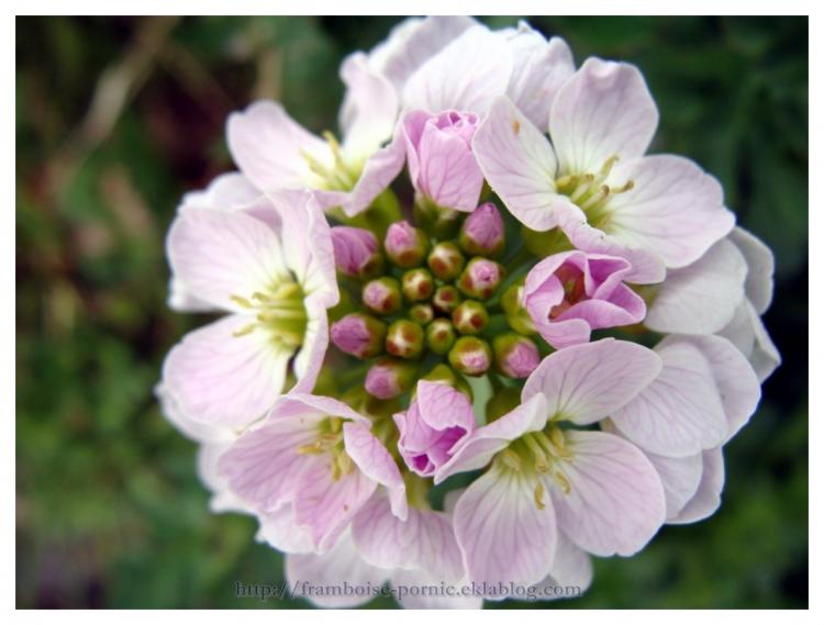 La cardamine des prés