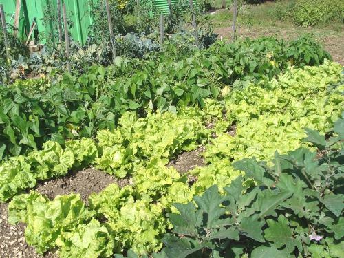 L'été aux Jardins Familiaux...