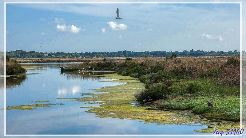 Marais aux goélands - Prise de la Groie - Saint-Clément des Baleines - Ile de Ré - 17