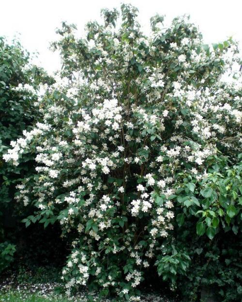 Fleurs cultivées : Seringat