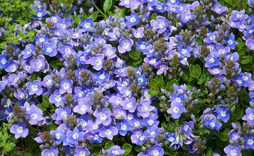 Fleurs cultivées : Véronique